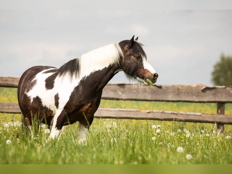 Dartmoor Pony Mix Castrone 12 Anni 135 cm Tobiano-tutti i colori in Feuchtwangen