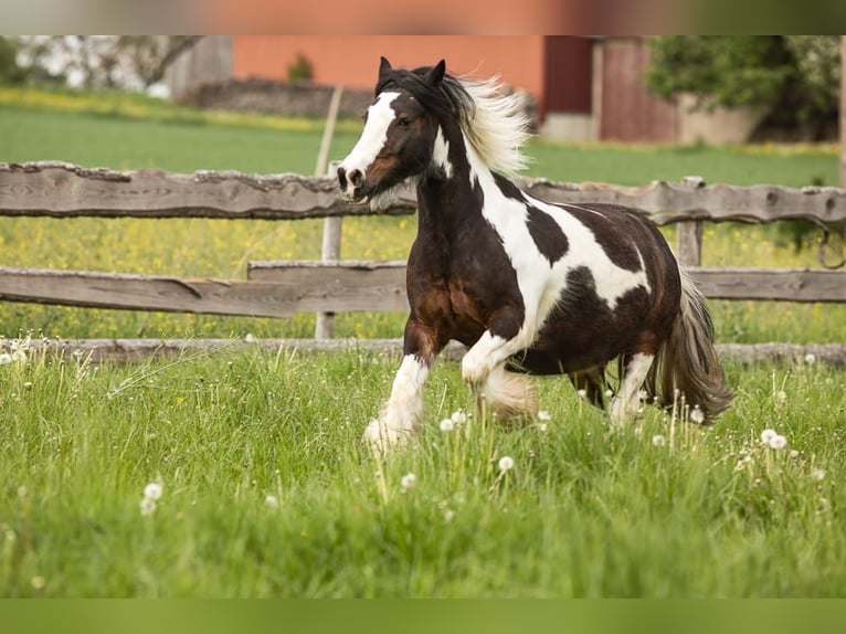 Dartmoor Pony Mix Castrone 12 Anni 135 cm Tobiano-tutti i colori in Feuchtwangen