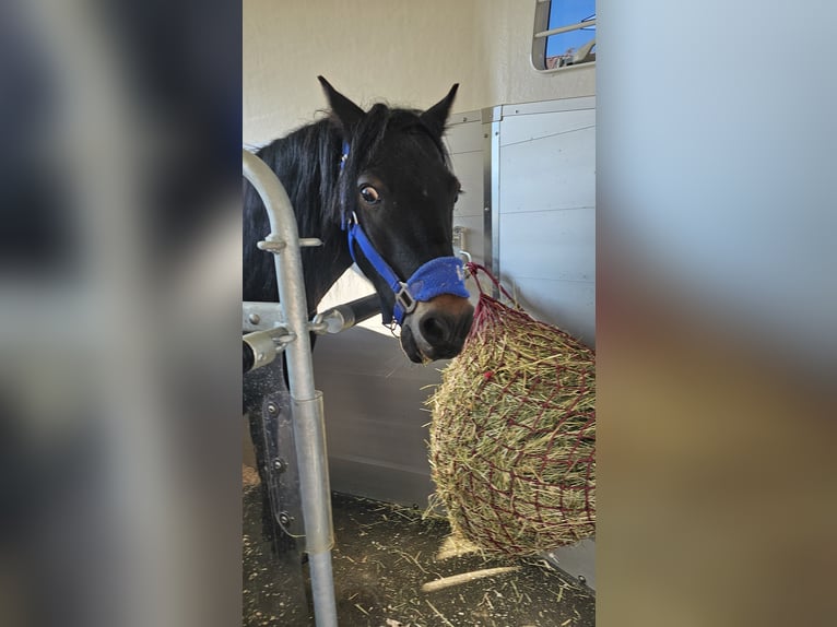 Dartmoor Pony Castrone 14 Anni 125 cm Baio scuro in Soest