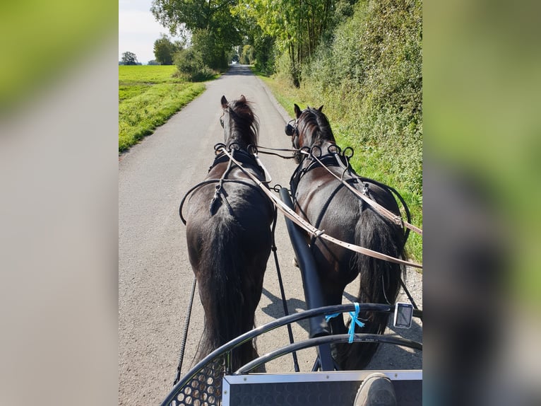 Dartmoor Pony Castrone 14 Anni 125 cm Baio scuro in Soest