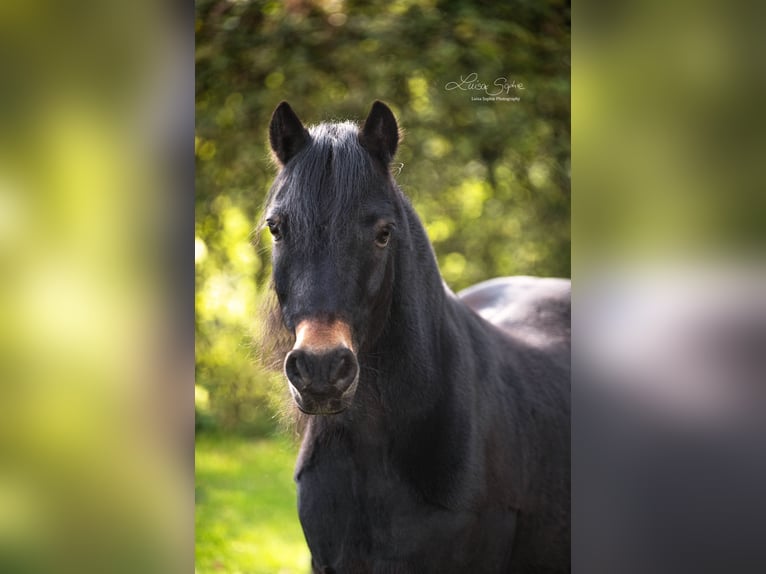 Dartmoor Pony Castrone 15 Anni 125 cm Baio nero in Bad Sassendorf