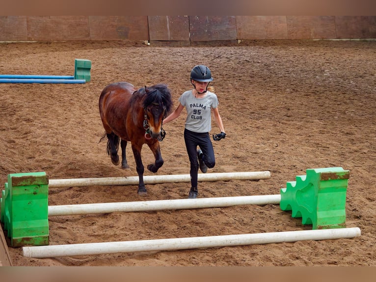 Dartmoor Pony Castrone 17 Anni 118 cm Baio in Burgwedel