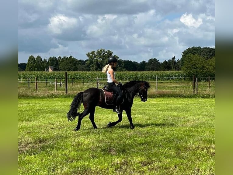 Dartmoor Pony Castrone 17 Anni 122 cm Baio in Edewecht