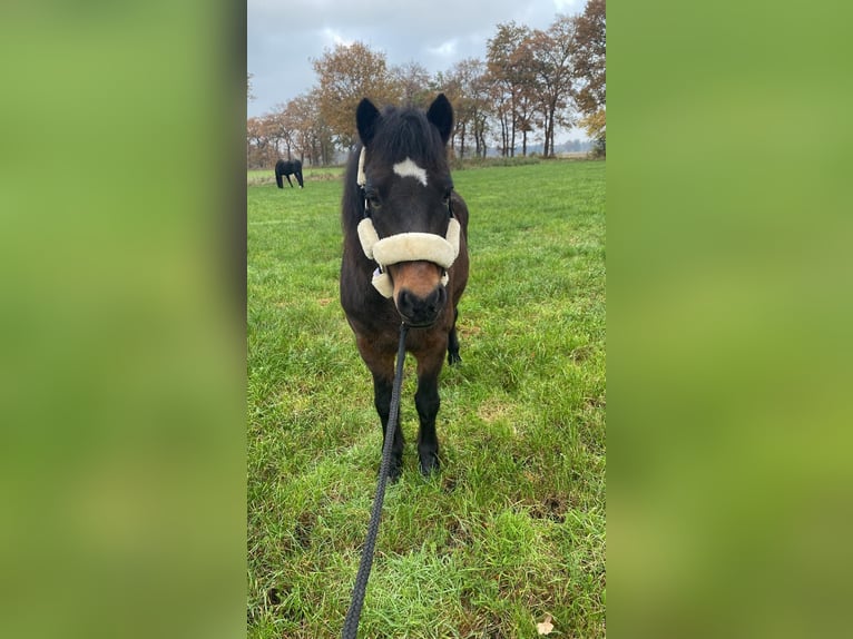 Dartmoor Pony Castrone 17 Anni 122 cm Baio in Edewecht