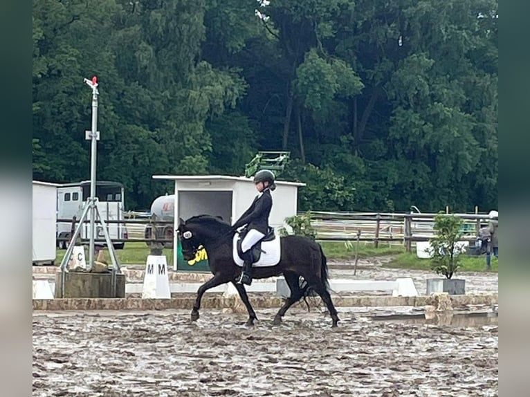 Dartmoor Pony Castrone 17 Anni 122 cm Baio in Edewecht