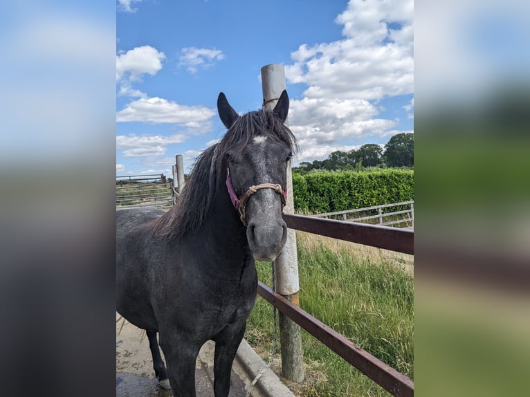 Dartmoor Pony Castrone 3 Anni 132 cm Grigio ferro in Kent