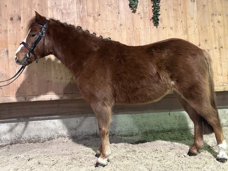 Dartmoor Pony Mix Castrone 4 Anni 118 cm Sauro in Riedlingen