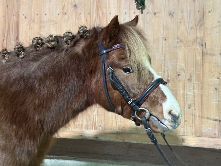 Dartmoor Pony Mix Castrone 4 Anni 118 cm Sauro in Riedlingen
