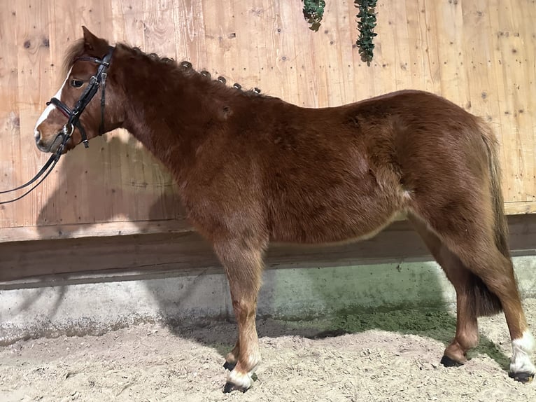 Dartmoor Pony Mix Castrone 4 Anni 118 cm Sauro in Riedlingen