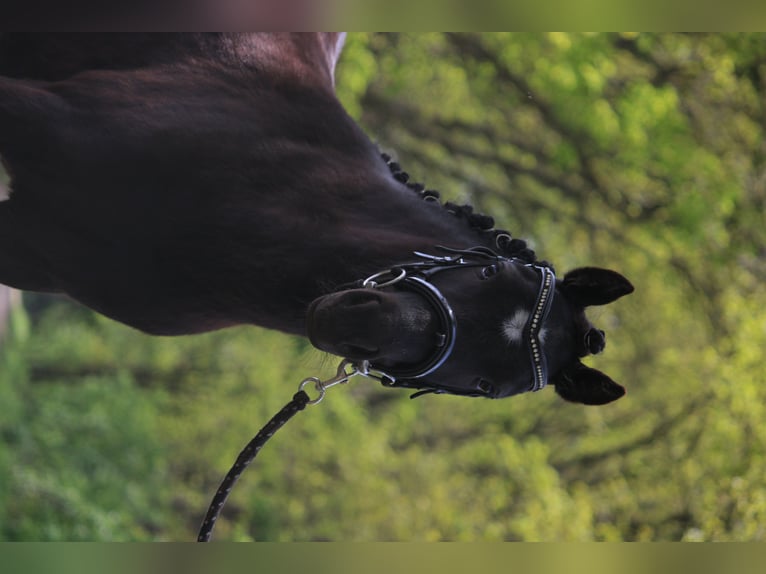 Dartmoor Pony Castrone 4 Anni 120 cm Morello in Ringe