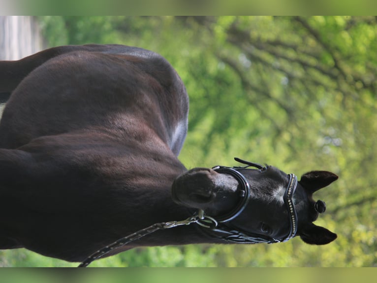 Dartmoor Pony Castrone 4 Anni 120 cm Morello in Ringe