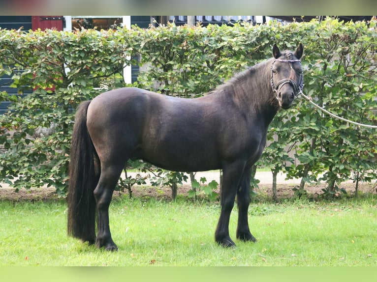 Dartmoor Pony Castrone 5 Anni 120 cm Morello in De Heurne