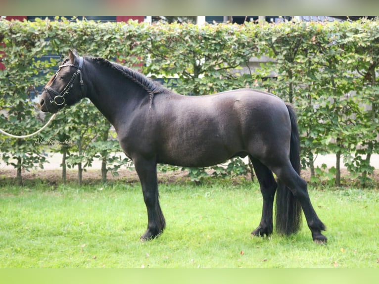 Dartmoor Pony Castrone 5 Anni 120 cm Morello in De Heurne