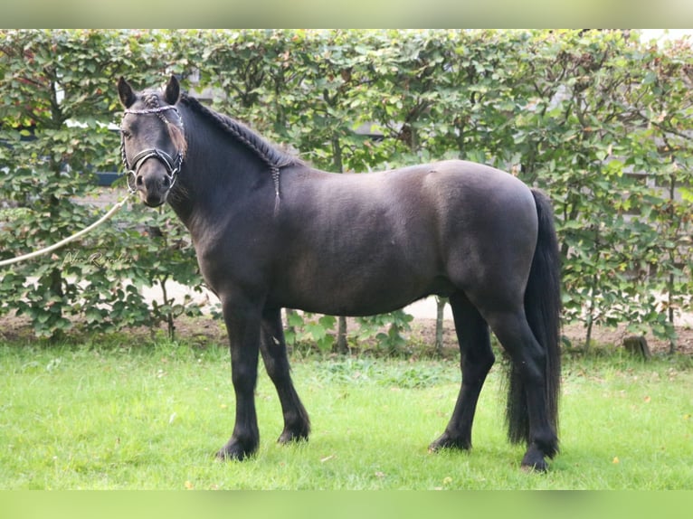 Dartmoor Pony Castrone 5 Anni 120 cm Morello in De Heurne