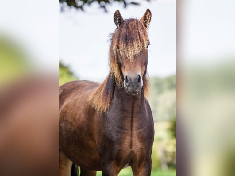 Dartmoor Pony Castrone 6 Anni 129 cm Baio scuro in Uitwijk