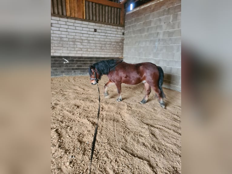 Dartmoor Pony Castrone 6 Anni 130 cm Baio in Wachtberg