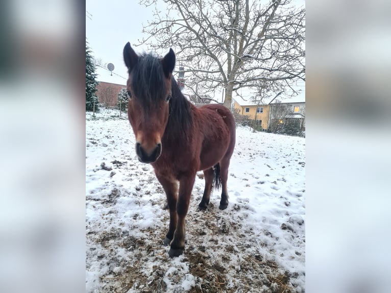 Dartmoor Pony Castrone 6 Anni 130 cm Baio in Wachtberg