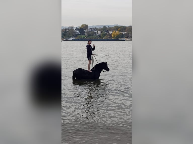 Dartmoor Pony Castrone 7 Anni 127 cm Baio scuro in Budenheim