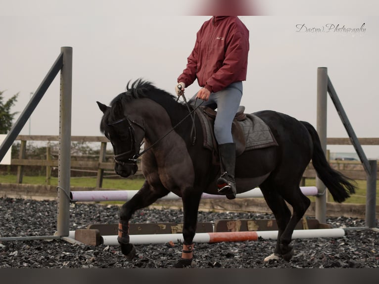 Dartmoor Pony Mix Castrone 8 Anni 128 cm Morello in Downham Market