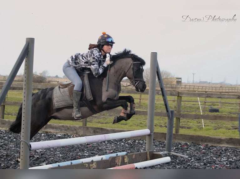 Dartmoor Pony Mix Castrone 8 Anni 128 cm Morello in Downham Market