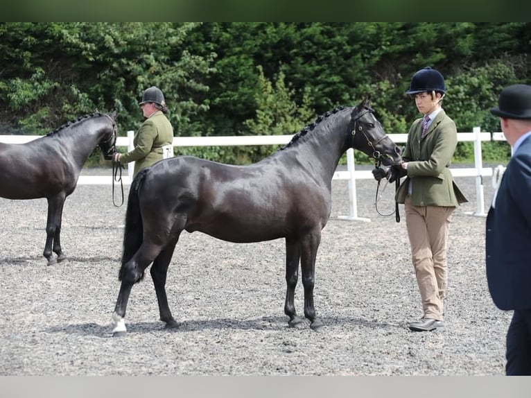 Dartmoor Pony Mix Castrone 8 Anni 128 cm Morello in Downham Market