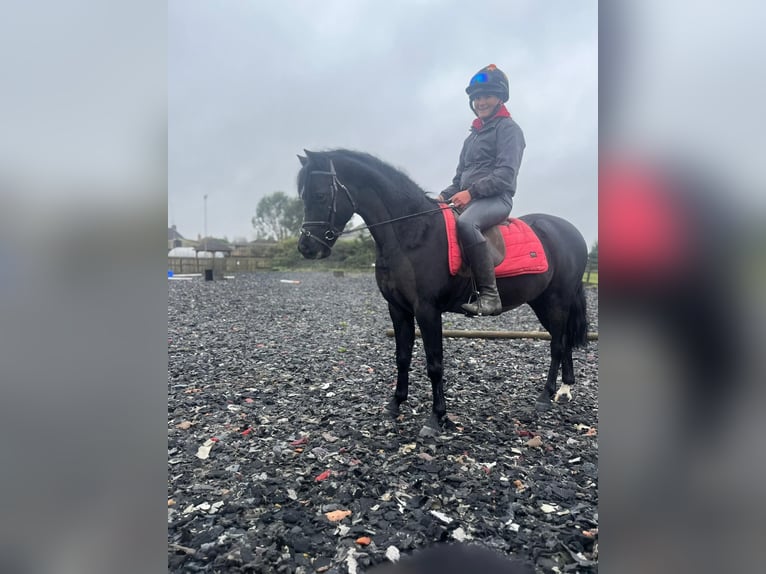 Dartmoor Pony Mix Castrone 8 Anni 128 cm Morello in Downham Market