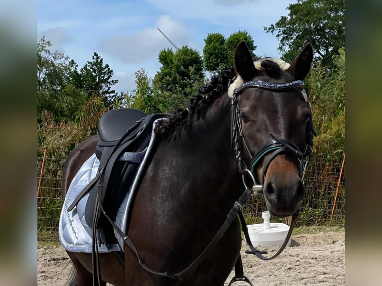 Dartmoor Pony Castrone 9 Anni Baio scuro in WesterholtWesterholt