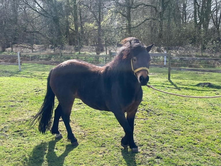 Dartmoor Pony Giumenta 13 Anni 122 cm Baio scuro in Meppen