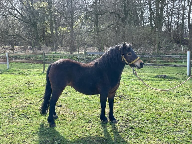 Dartmoor Pony Giumenta 13 Anni 122 cm Baio scuro in Meppen