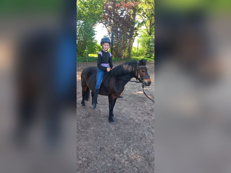 Dartmoor Pony Giumenta 14 Anni 122 cm Baio in MeppenMeppen