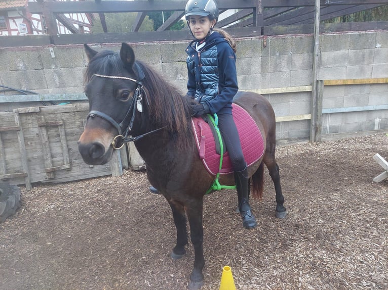 Dartmoor Pony Giumenta 14 Anni 124 cm Baio scuro in UnkenbachSitters