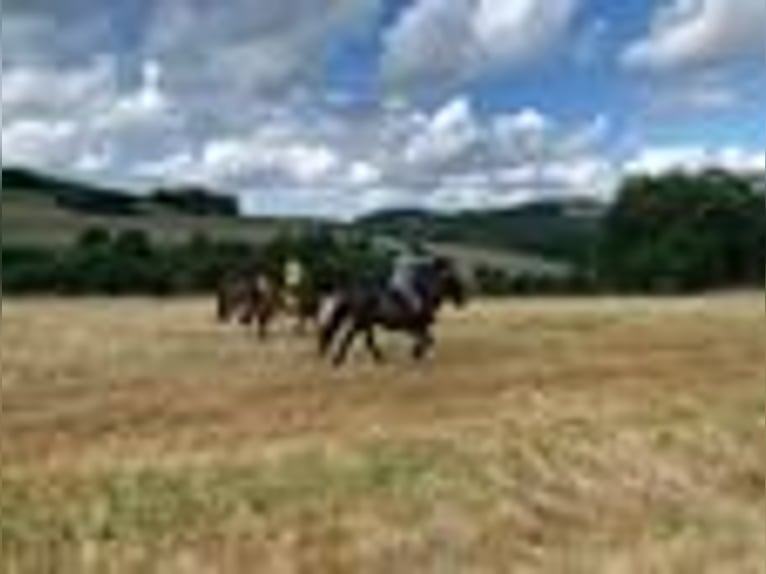 Dartmoor Pony Giumenta 14 Anni 124 cm Baio scuro in UnkenbachSitters