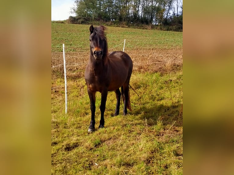 Dartmoor Pony Giumenta 14 Anni 124 cm Baio scuro in UnkenbachSitters