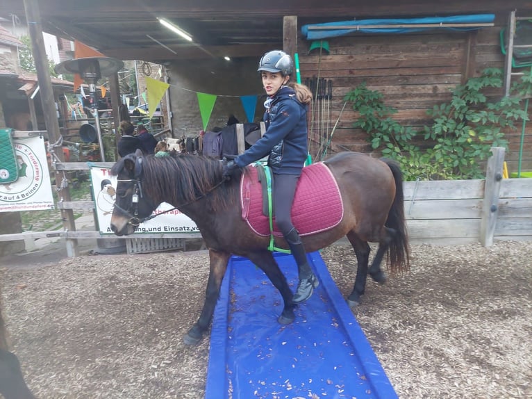 Dartmoor Pony Giumenta 14 Anni 124 cm Baio scuro in UnkenbachSitters