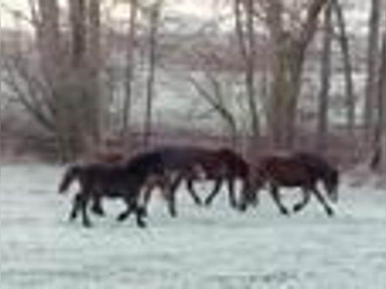 Dartmoor Pony Giumenta 14 Anni 124 cm Baio scuro in UnkenbachSitters