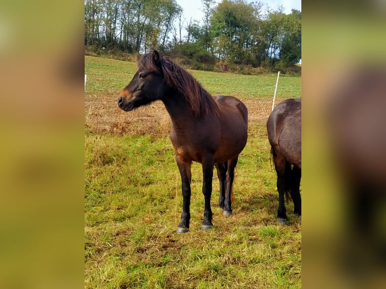 Dartmoor Pony Giumenta 14 Anni 124 cm Baio scuro in UnkenbachSitters