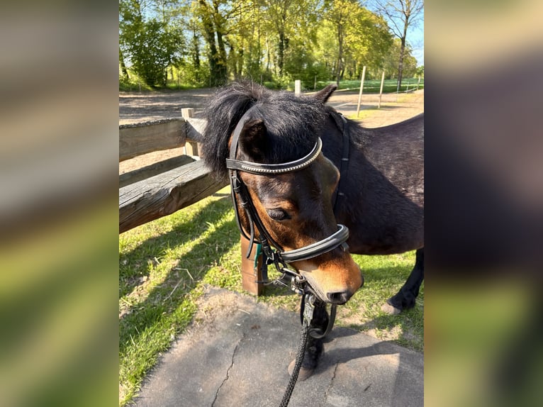 Dartmoor Pony Giumenta 15 Anni 122 cm Baio in MeppenMeppen