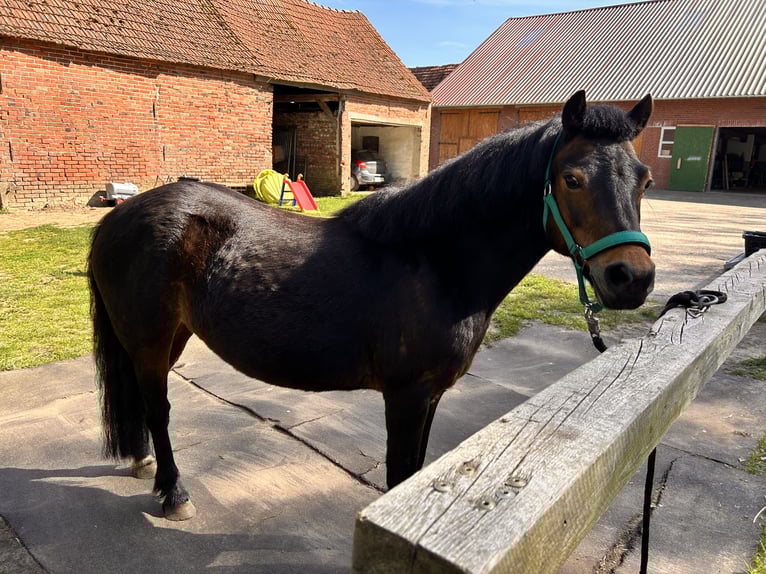 Dartmoor Pony Giumenta 15 Anni 122 cm Baio in MeppenMeppen