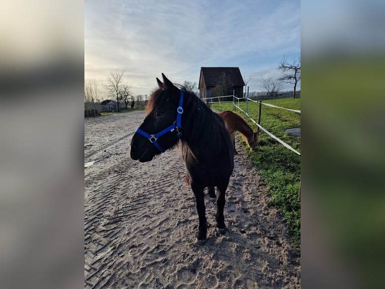 Dartmoor Pony Mix Giumenta 15 Anni 135 cm Morello in Sternenfels