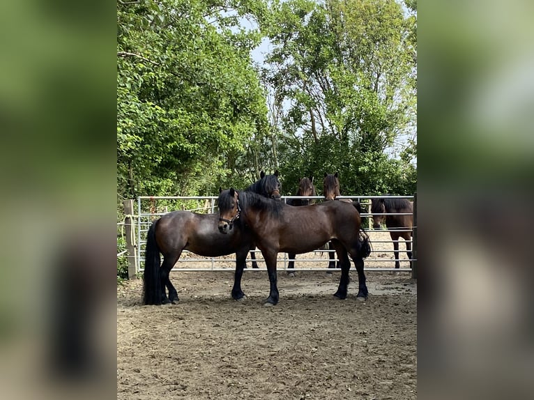 Dartmoor Pony Giumenta 16 Anni 125 cm Baio in Kamperland