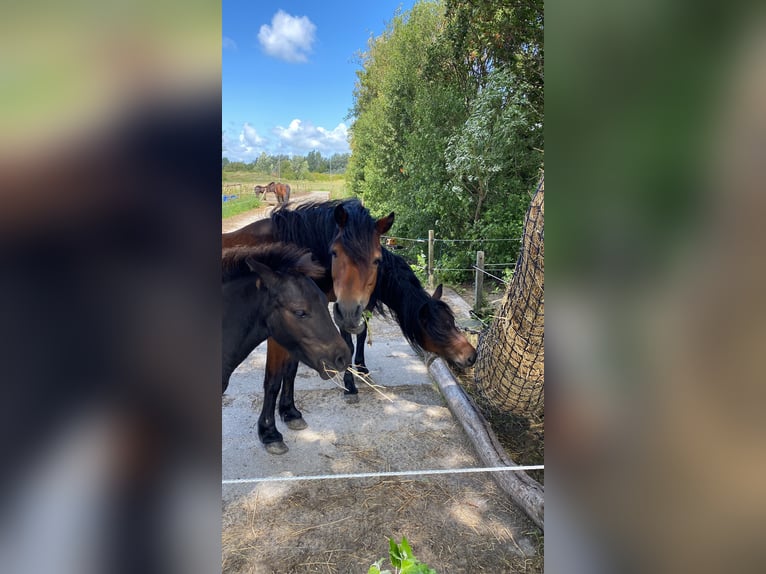 Dartmoor Pony Giumenta 16 Anni 125 cm Baio in Kamperland