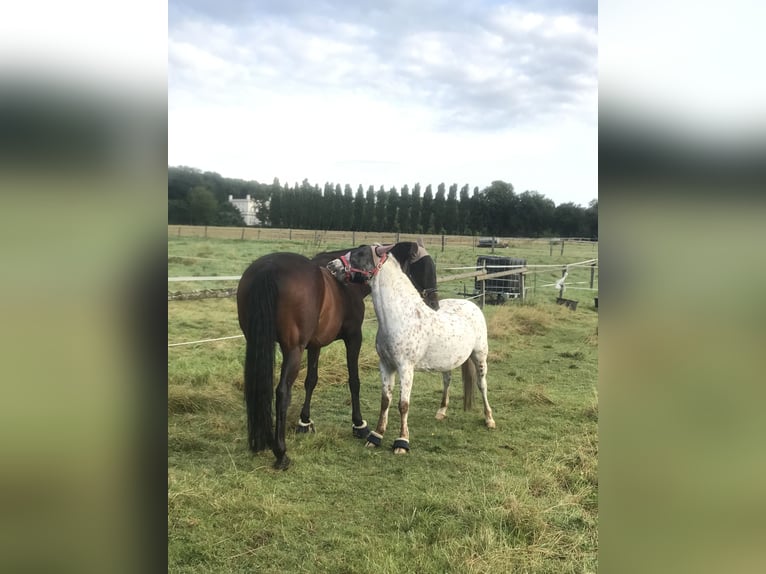 Dartmoor Pony Giumenta 16 Anni 132 cm Grigio rossastro in Bad Homburg vor der Höhe