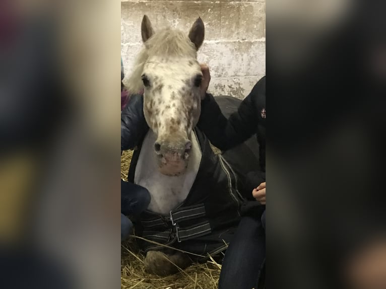 Dartmoor Pony Giumenta 16 Anni 132 cm Grigio rossastro in Bad Homburg vor der Höhe