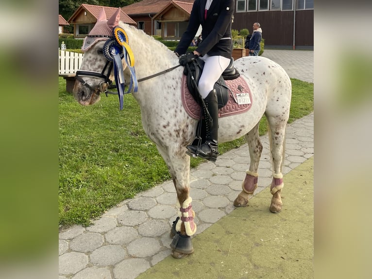 Dartmoor Pony Giumenta 16 Anni 132 cm Grigio rossastro in Bad Homburg vor der Höhe