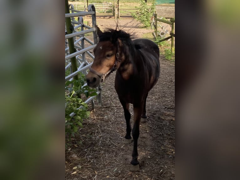 Dartmoor Pony Giumenta 17 Anni 122 cm Baio scuro in OldenswortOldenswort