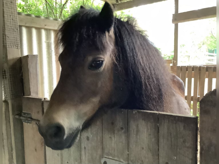 Dartmoor Pony Giumenta 17 Anni 122 cm Baio scuro in OldenswortOldenswort