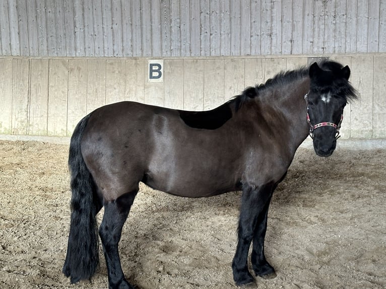 Dartmoor Pony Giumenta 17 Anni 125 cm Morello in March