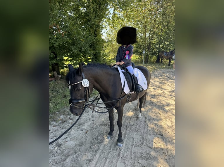 Dartmoor Pony Giumenta 20 Anni 124 cm Morello in Rommerskirchen