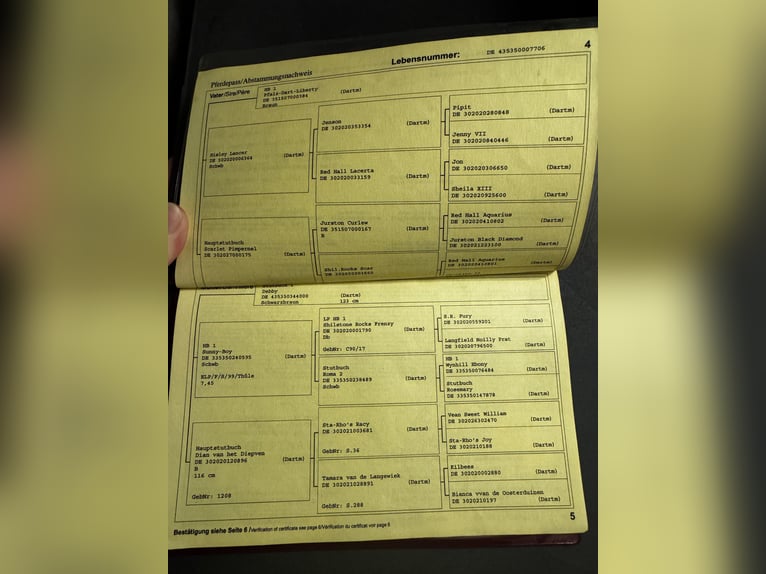 Dartmoor Pony Giumenta 20 Anni 124 cm Morello in Rommerskirchen