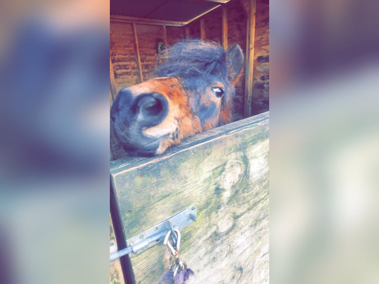 Dartmoor Pony Giumenta 2 Anni 112 cm Baio ciliegia in Plymouth